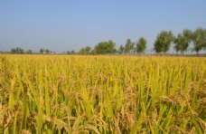 自然风光图片金色稻田图片