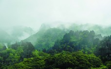 沙发背景墙雾中的石林翠绿山峰装饰图图片
