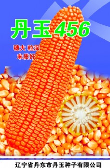 绿色产品玉米棒图片