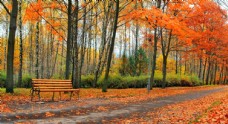 树木树叶秋天的公园树木黄叶长凳图片