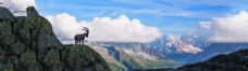 山石风景雪山白云石头山的鹿风景装饰画图片