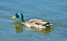水中的绿头鸭图片
