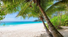 棕榈树海滩海热带夏天图片