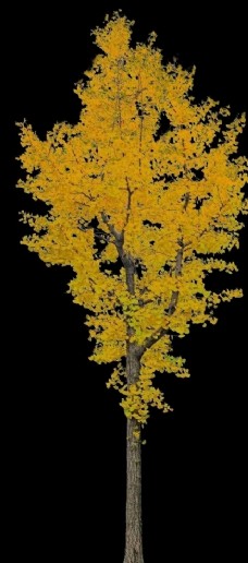 树木银杏树PSD分层素材图片