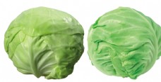 绿色蔬菜圆菜图片