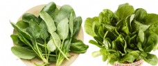 绿色蔬菜菠菜图片