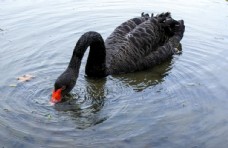 水面上的黑天鹅图片