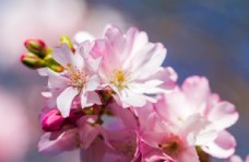 鲜花鲜艳亮丽粉嫩茂盛的樱花图片
