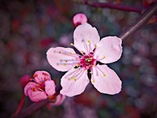 山东樱桃樱花图片