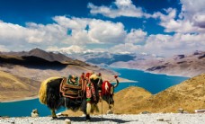 景观水景西藏风景图片