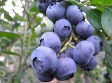 有机水果枝头上成熟的蓝莓图片