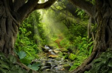 树木梦幻森林风景图片
