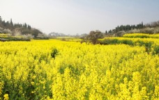 春天油菜花自然风景户外摄影图片