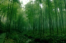 绿色叶子绿色竹海图片