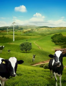 自然风光图片天然奶牛牧场图片