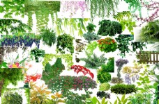 树木藤条植物图片