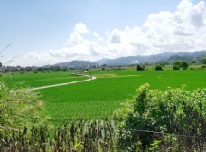 一片夏季绿色水稻田园风光图片