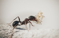 家犬蚂蚁图片