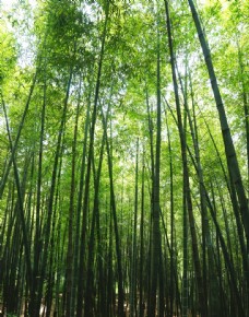 大自然竹林高清大图图片