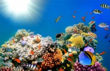唯美海底世界图片