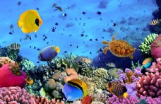 其他生物海底世界图片