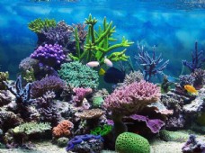 其他生物海底世界图片