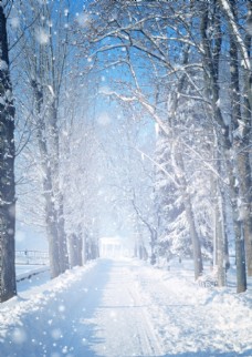 冬天冬日积雪下的道路图片