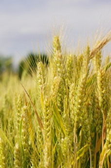自然风光图片麦田金色的麦子图片