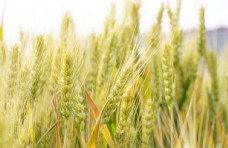 小麦麦田金色的麦子高清摄影图片