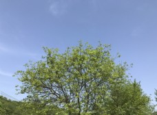 蓝天绿叶绿树晴空春天里的嫩叶子图片