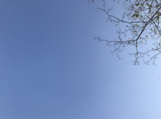 纯净的蓝天边角有树蓝天背景图片