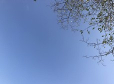 纯净的蓝天边角树图片