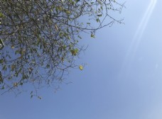 纯净的蓝天边角树图片