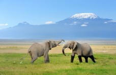 远山两头较量的大象图片