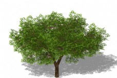 草图大师模型3D植物树SU模型图片