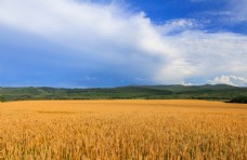 小麦蓝天白云下的金色麦田高清大图图片