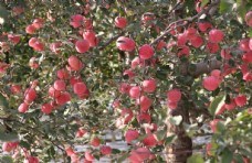 田园苹果树图片