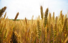 自然风光图片小麦麦田图片