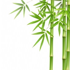 玫瑰竹子植物图片