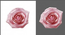 PSD文件玫瑰粉色玫瑰花矢量源文件图片