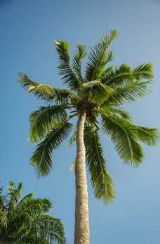 三亚椰子树图片