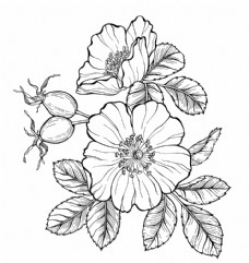 线描野蔷薇花卉图片