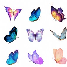 图片素材蝴蝶图片