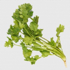 香菜蔬菜特写蔬菜写真透明图片