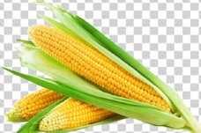 特写玉米图片