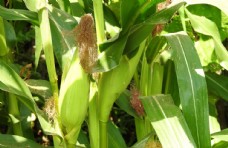 自然风光图片玉米地里的玉米特写图片