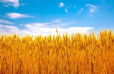 小麦蓝天白云下的金色麦田高清大图图片