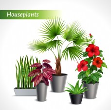 SPA物件盆栽植物摆件图片