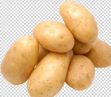 写真土豆图片