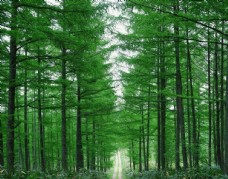 树木森林风景图片